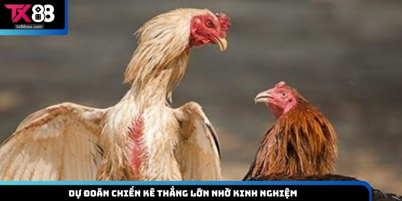 Dự đoán chiến kê thắng lớn nhờ kinh nghiệm